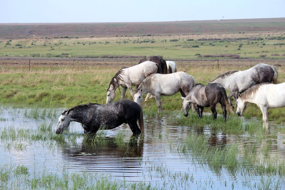 Pure bred percheron sport horses014.jpg